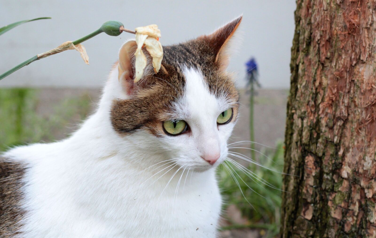Canon EOS 600D (Rebel EOS T3i / EOS Kiss X5) + Canon EF 50mm F1.8 STM sample photo. Cats, white-cypers, garden photography