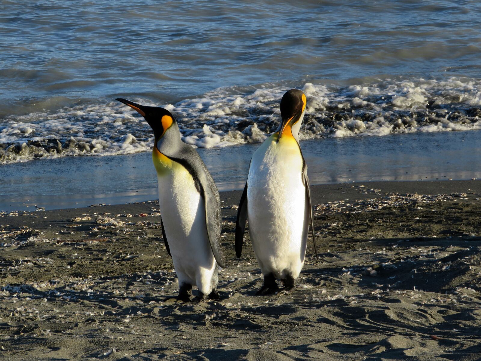 Canon PowerShot SX540 HS sample photo. King penguins, south georgia photography