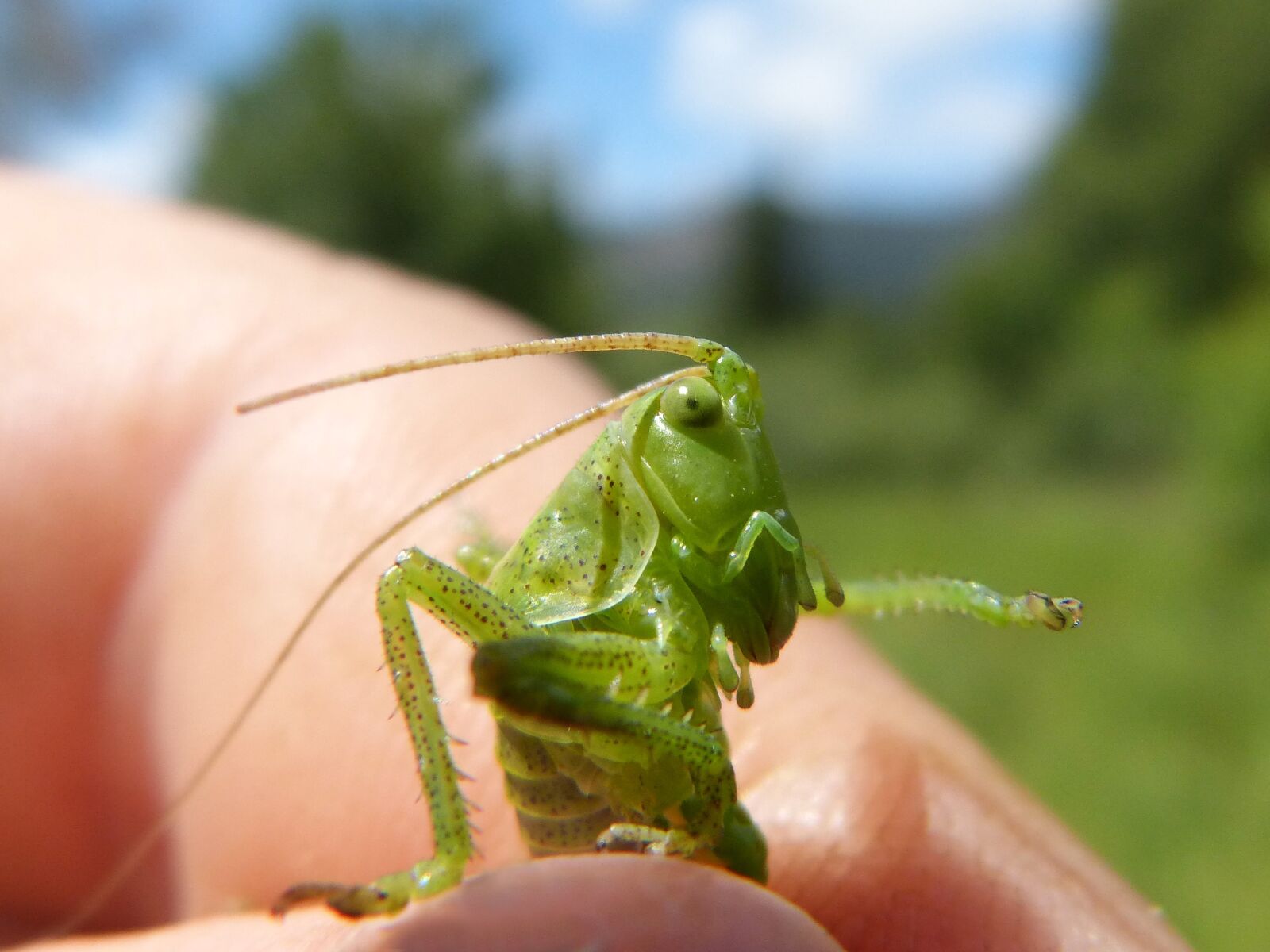 Panasonic DMC-FZ62 sample photo. Cricket green dotted, green photography