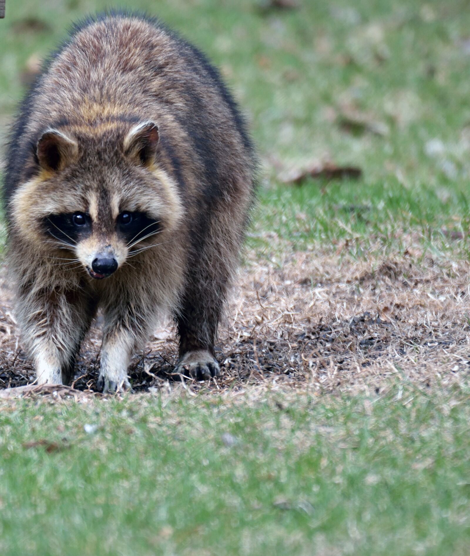 Nikon D5300 sample photo. Animal, racoon, feeding photography