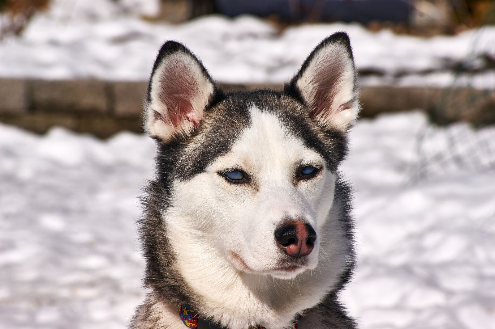 Sony Alpha DSLR-A390 sample photo. Husky, dog, outdoor photography
