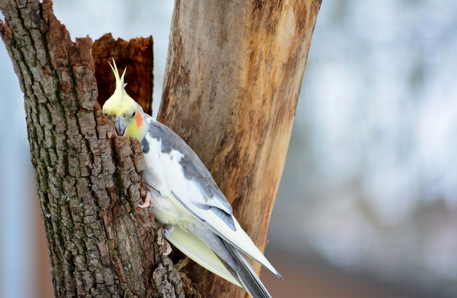 Nikon D5200 sample photo. Cockatiel, nature, parakeet photography