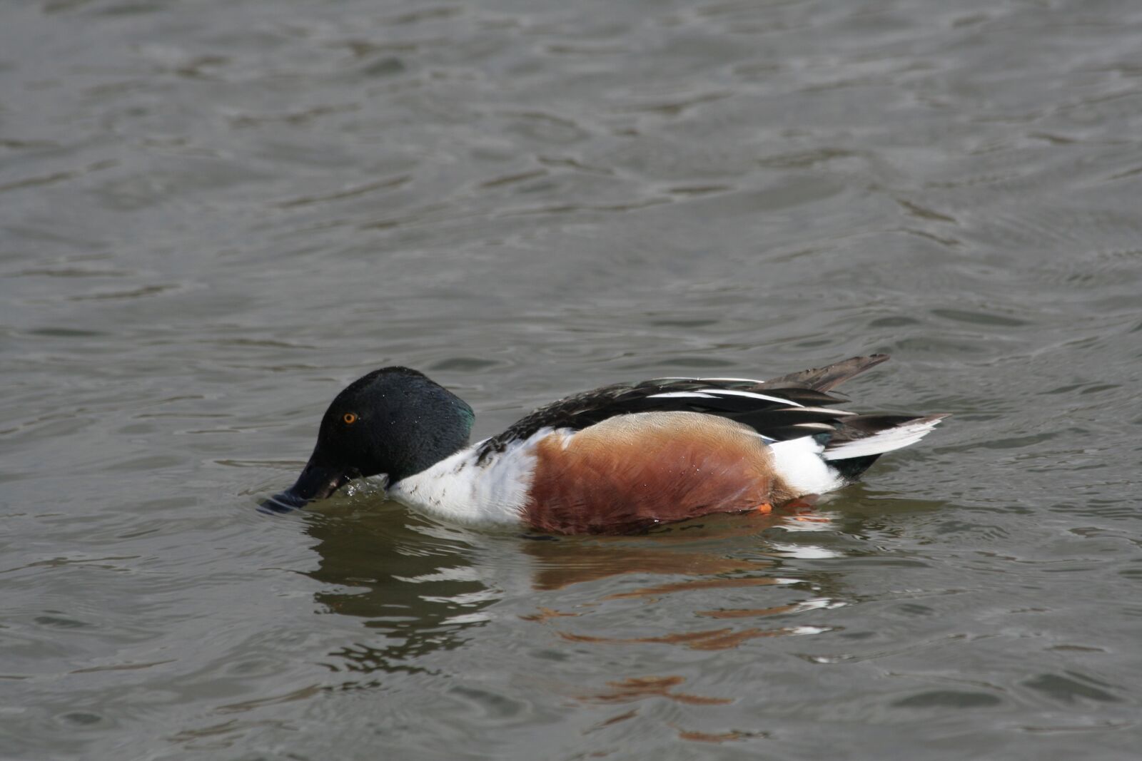 Canon EOS 350D (EOS Digital Rebel XT / EOS Kiss Digital N) sample photo. Duck, spoon, daimiel photography
