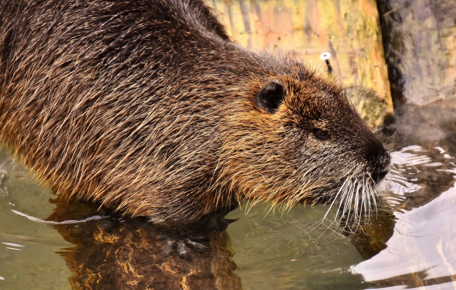 Nikon D7200 sample photo. Nutria, water rat, water photography