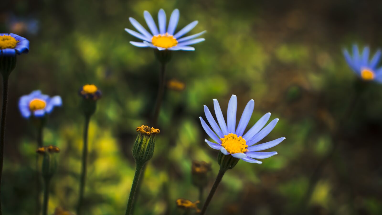 Canon EOS 800D (EOS Rebel T7i / EOS Kiss X9i) sample photo. Their mums, blue, yellow photography