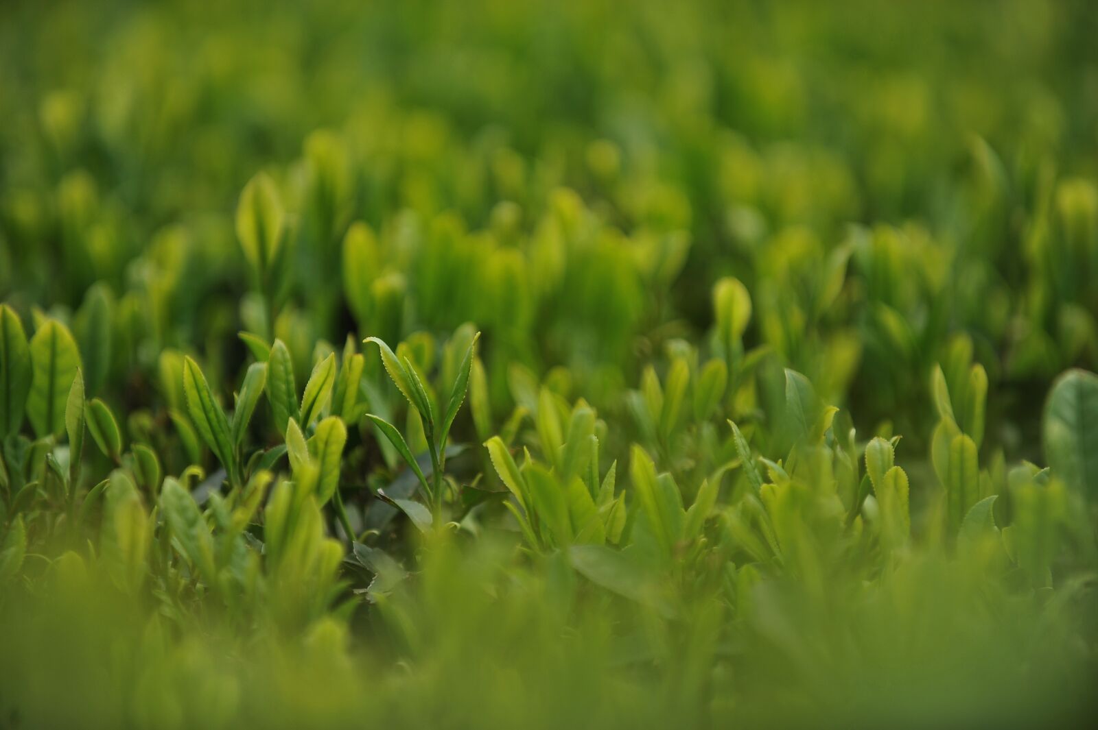 Nikon D700 sample photo. Tea garden, tea, green photography