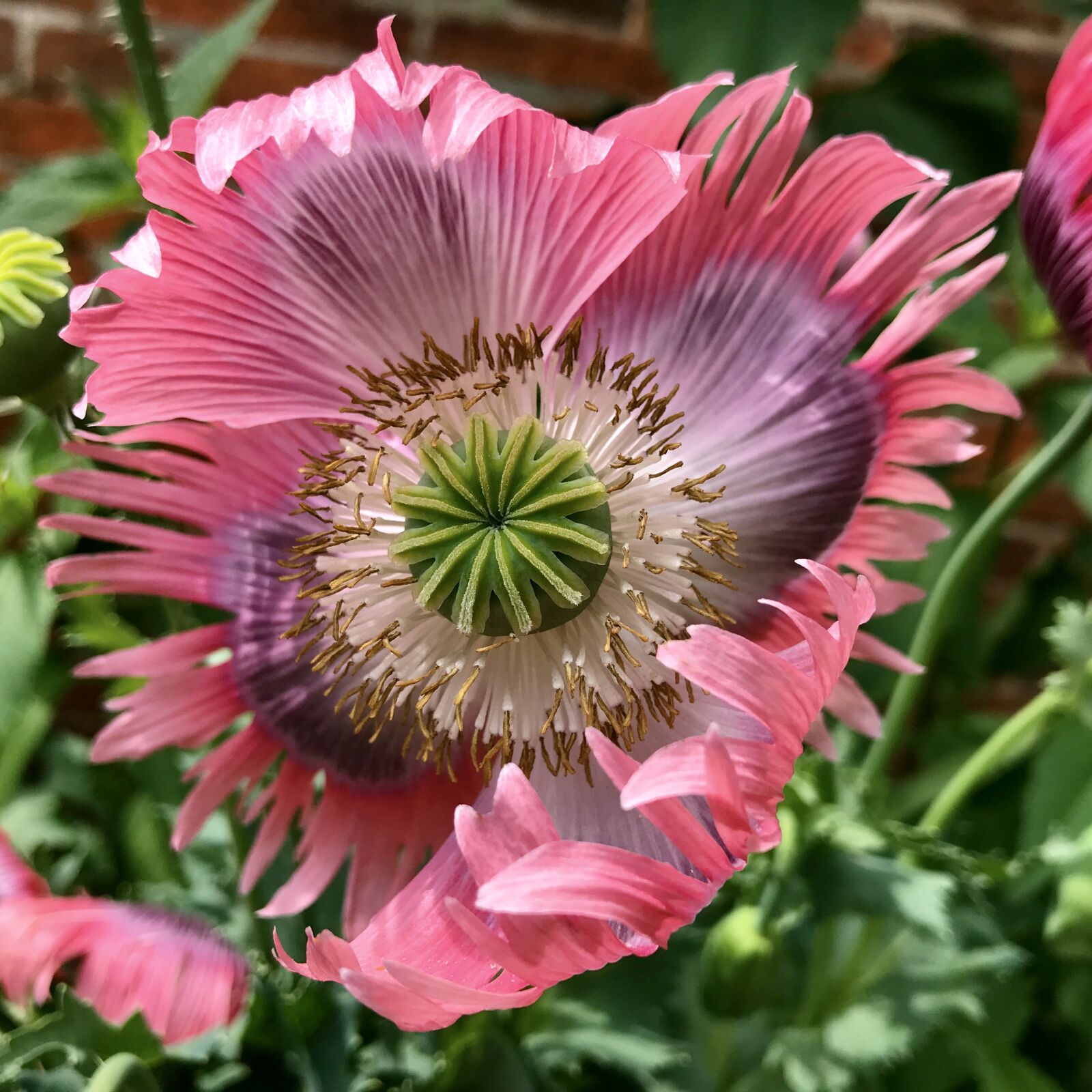 iPhone 7 back camera 3.99mm f/1.8 sample photo. Papaver somniferum, opium poppy photography