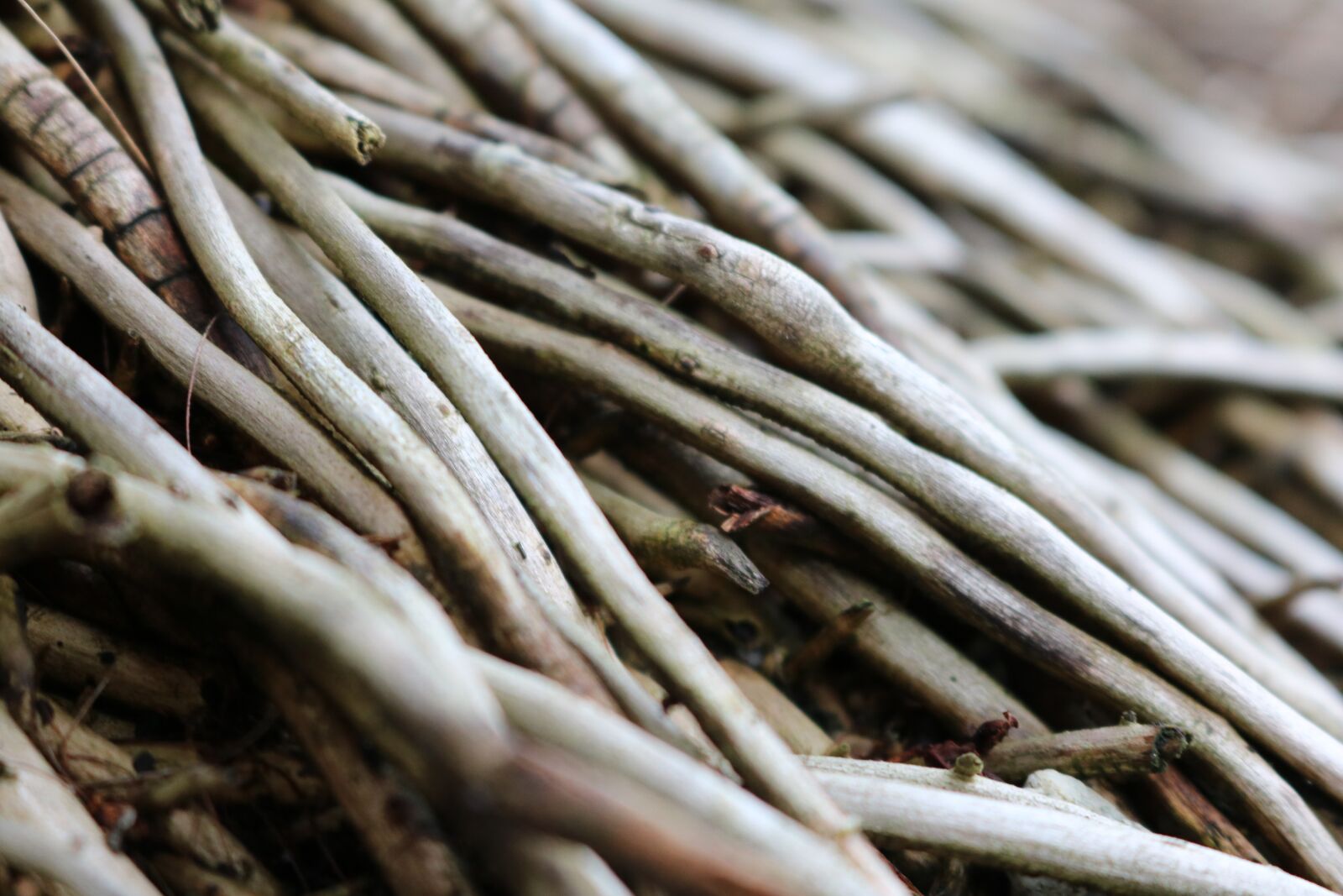 Canon EOS 750D (EOS Rebel T6i / EOS Kiss X8i) sample photo. Macro, wood, pattern photography