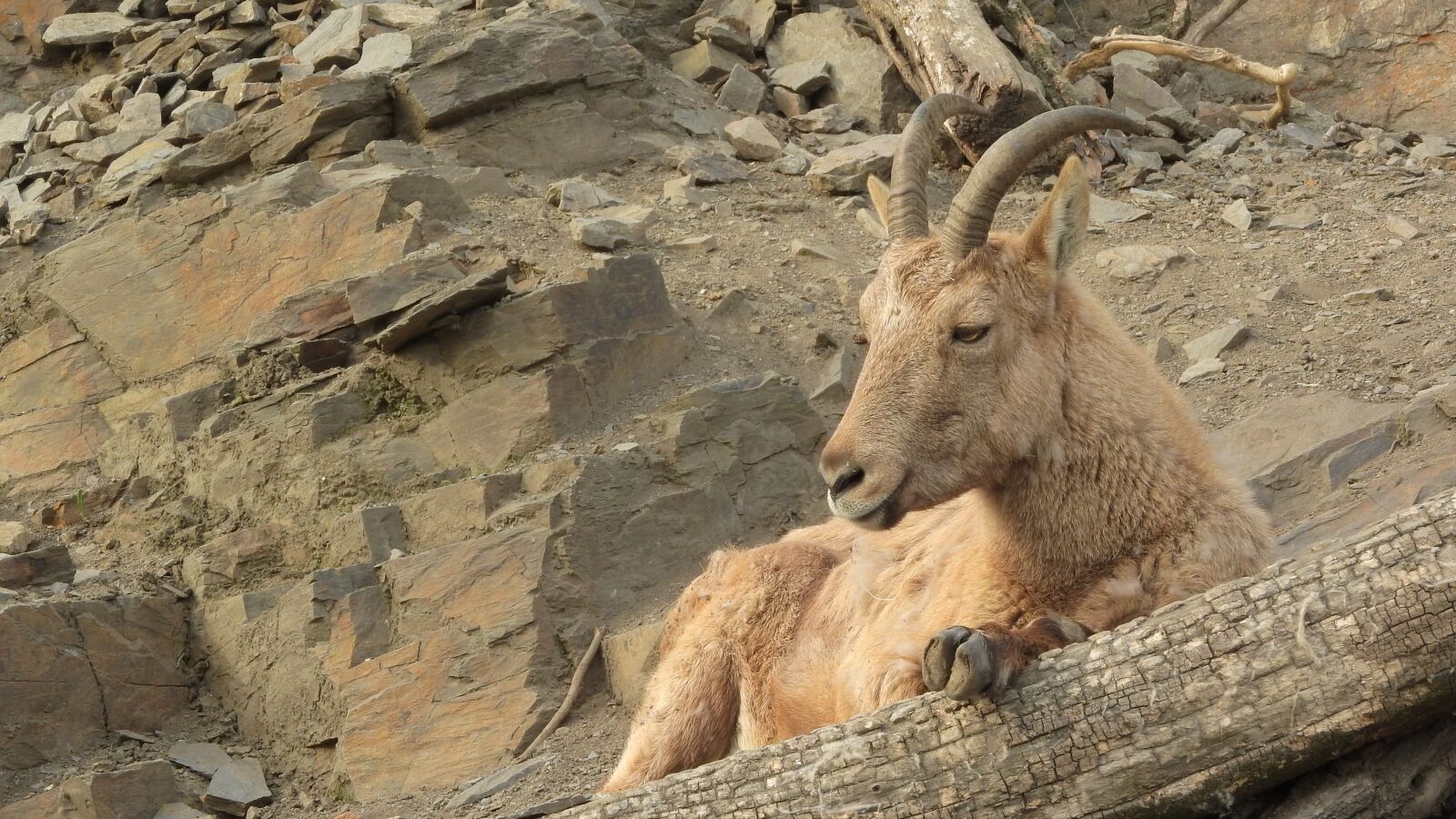 Nikon Coolpix P610 sample photo. Ibex caucasian, capra caucasica photography