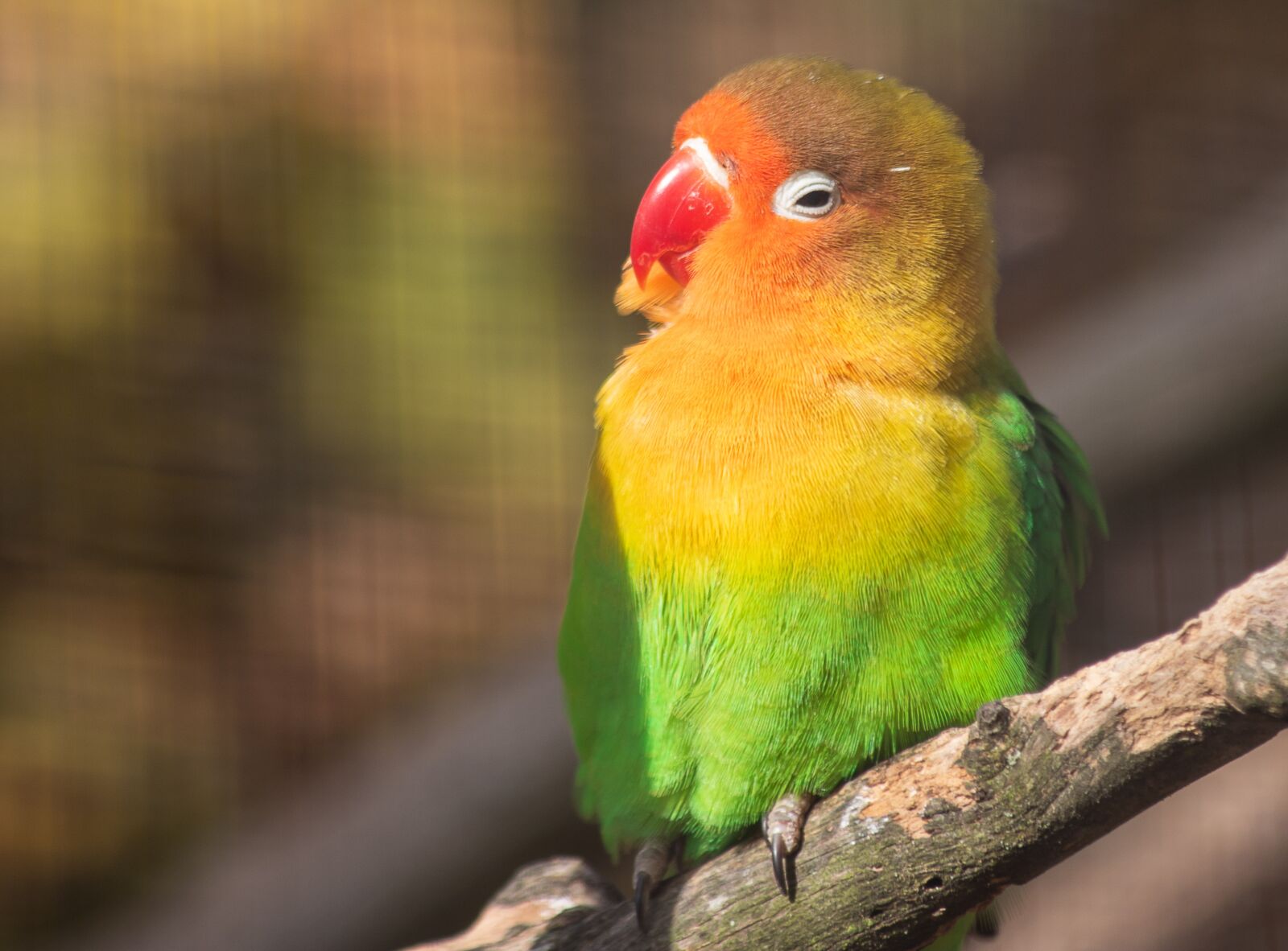 Canon EF 70-300mm F4-5.6 IS USM sample photo. Lovebirds, parrot, bird photography