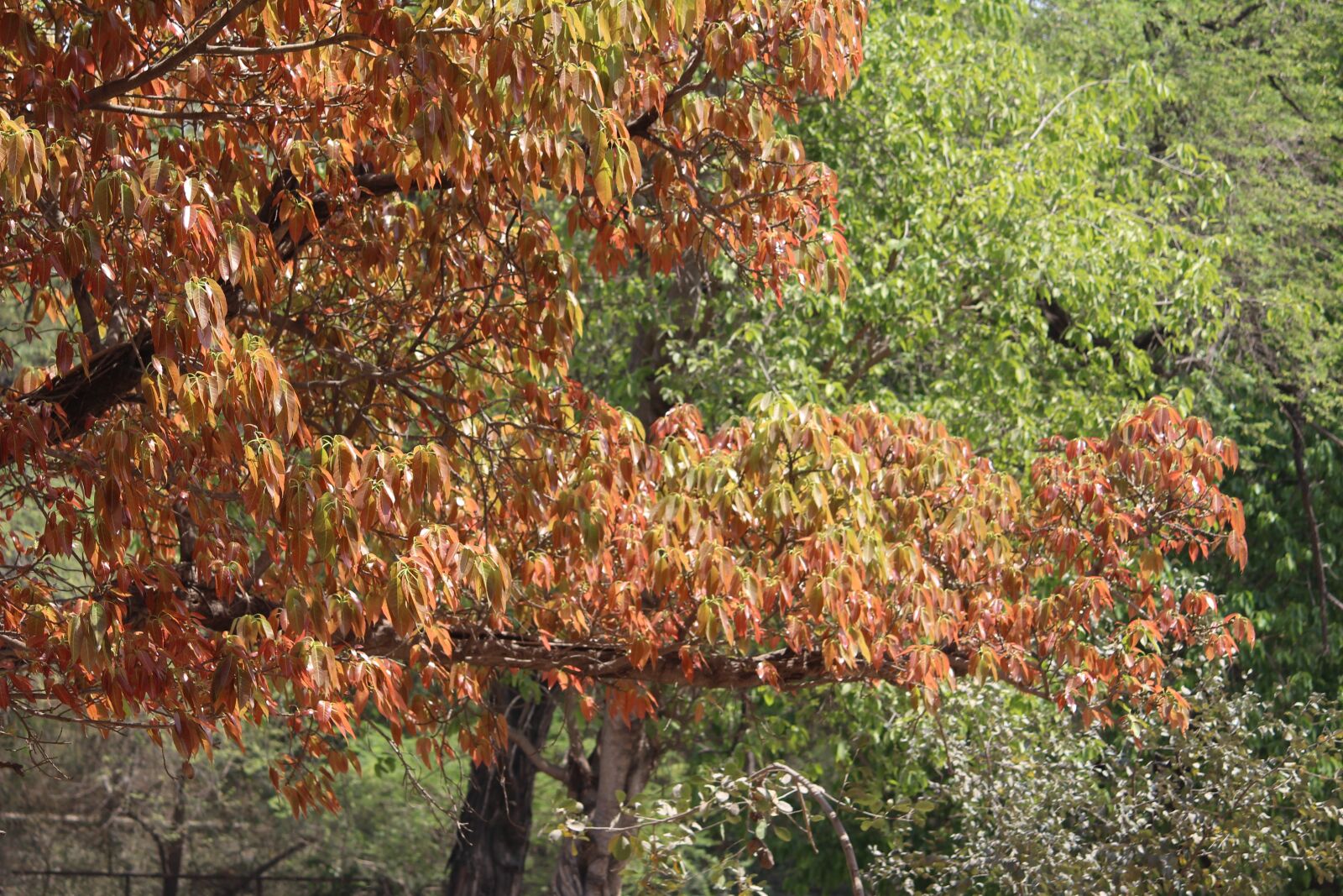 Canon EOS 1200D (EOS Rebel T5 / EOS Kiss X70 / EOS Hi) sample photo. Nature, leaf, tree photography