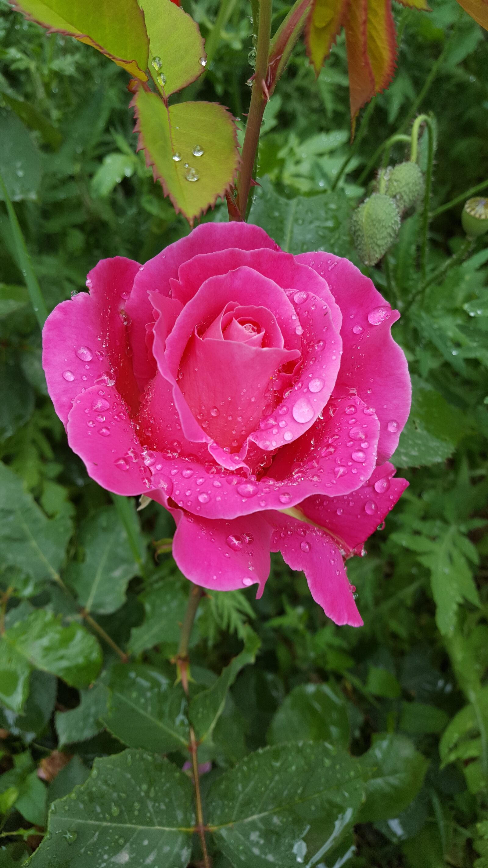 Samsung Galaxy S6 sample photo. Rose, rain, drop photography