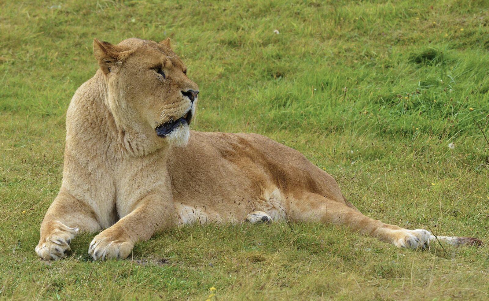 Nikon D7000 sample photo. Lioness, safari, wildlife photography