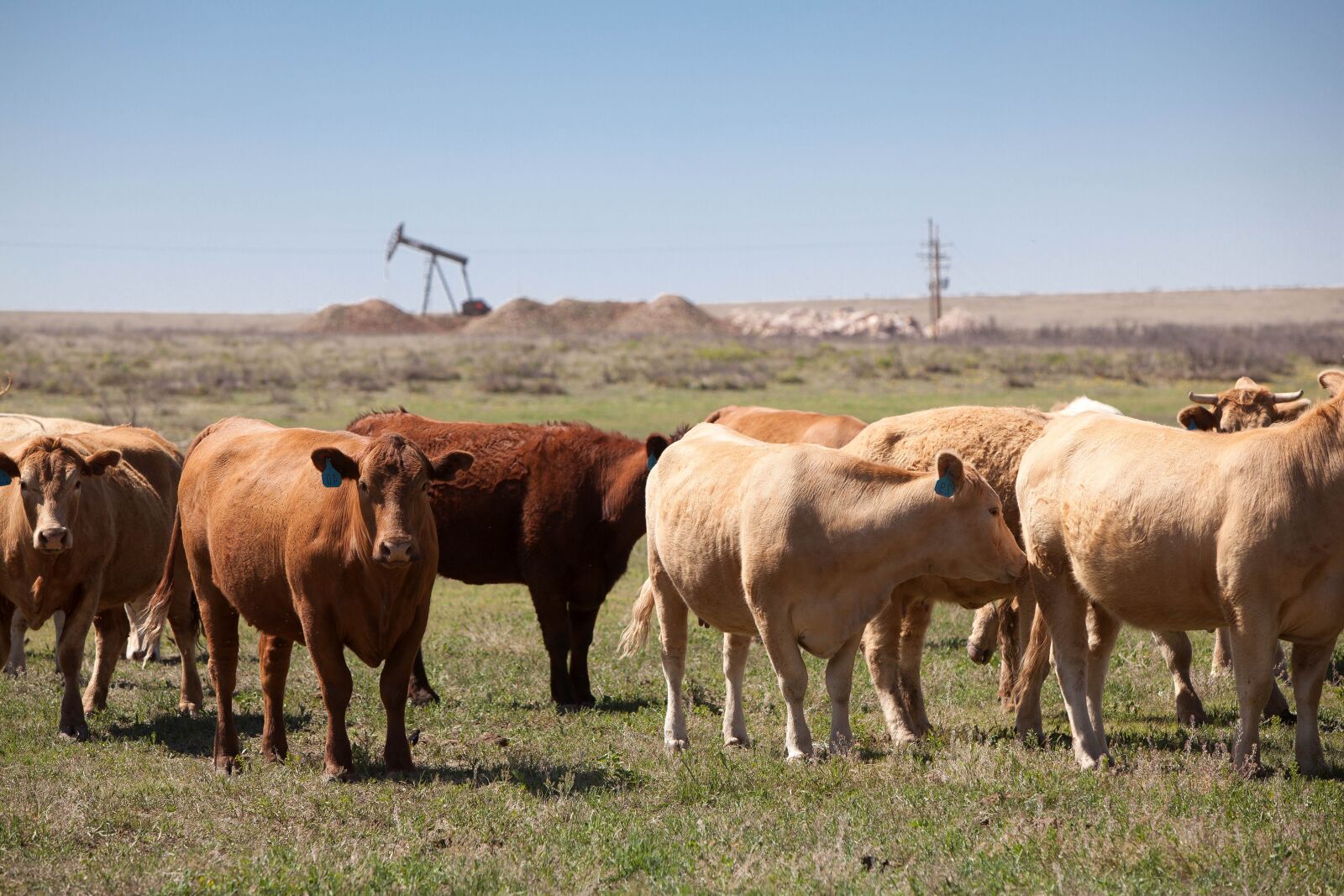Canon EOS 5D Mark II sample photo. Farms, farming, cows photography