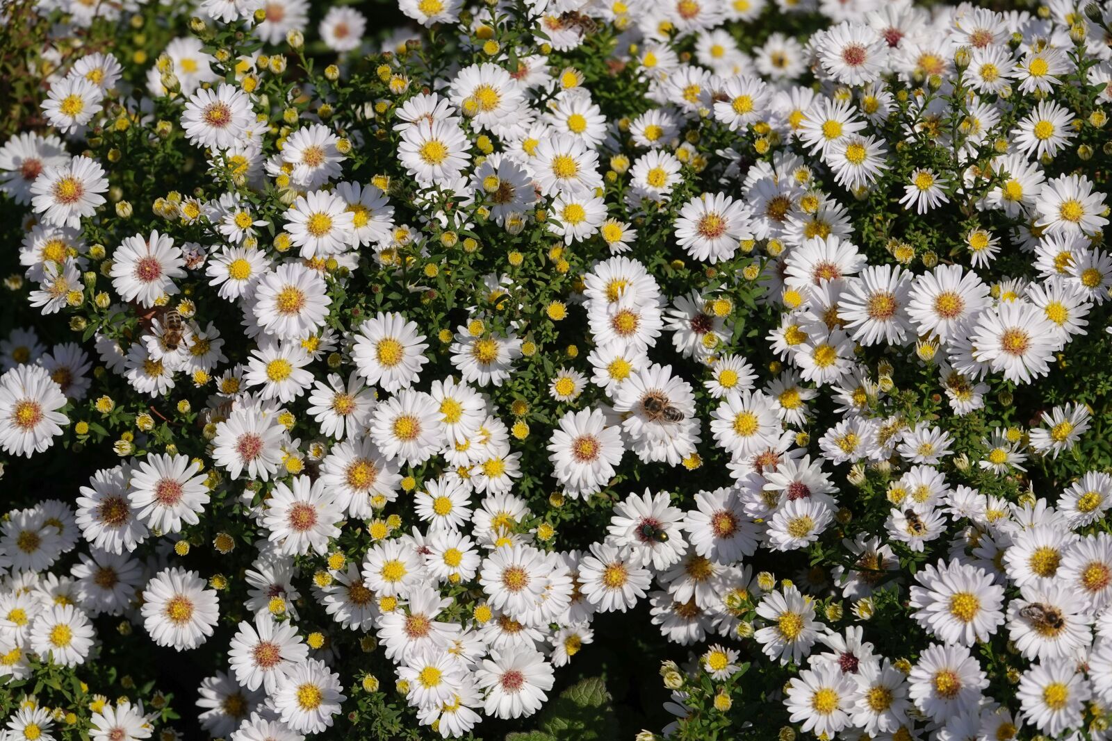 Sony Cyber-shot DSC-RX10 IV sample photo. Insects search game, flowers photography