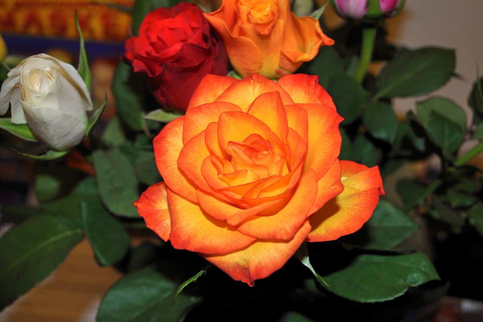 Nikon D5000 sample photo. Flower, rose, petal photography