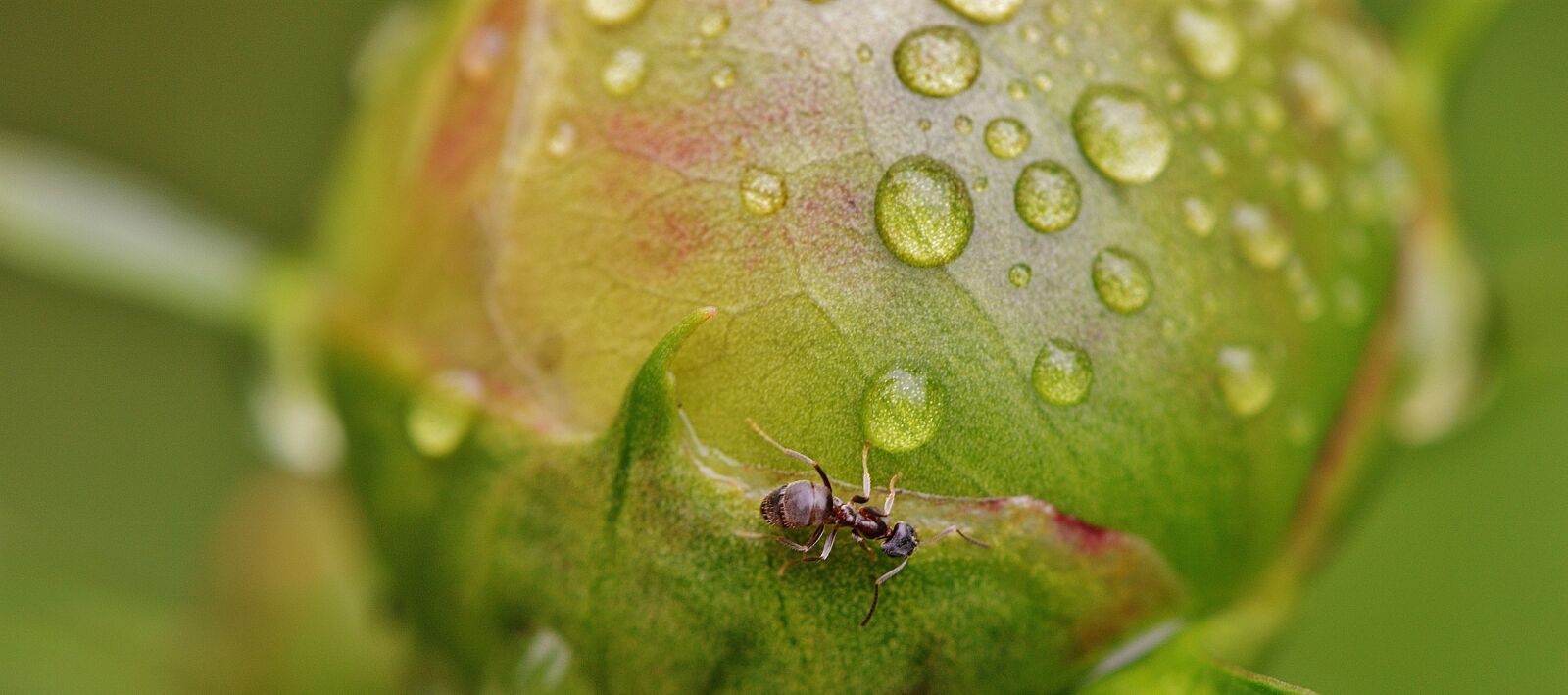 Nikon D3200 sample photo. Peony, bud, ants photography