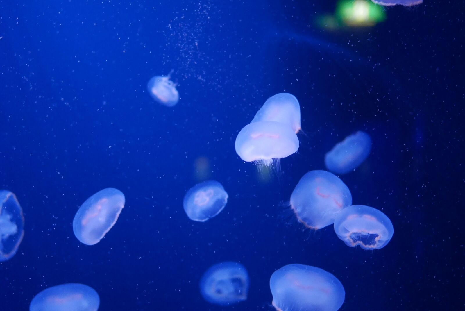 Panasonic Lumix DMC-GM1 sample photo. Jellyfish, aquarium, sea photography