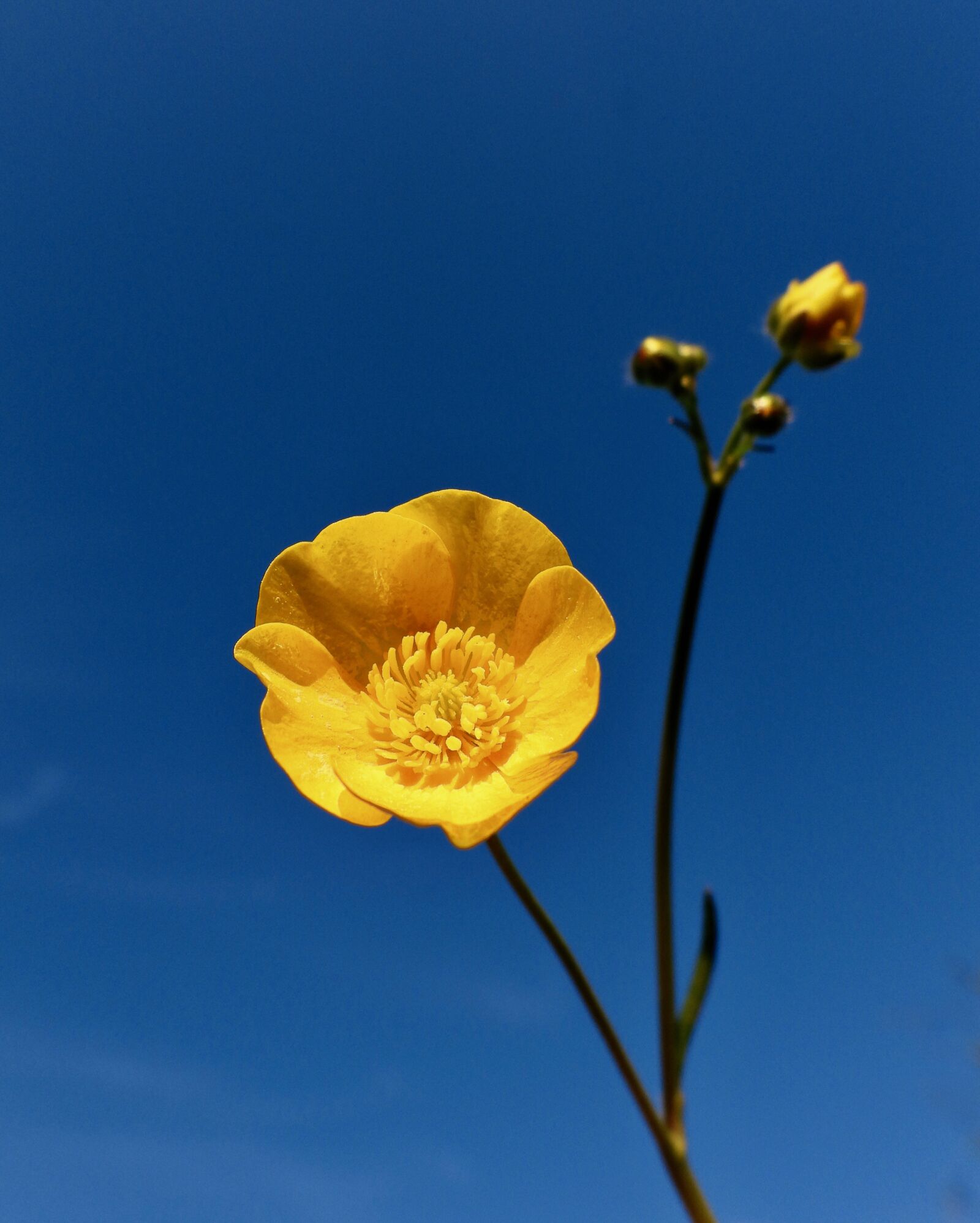 Nikon Coolpix P1000 sample photo. Buttercup, yellow, flower photography