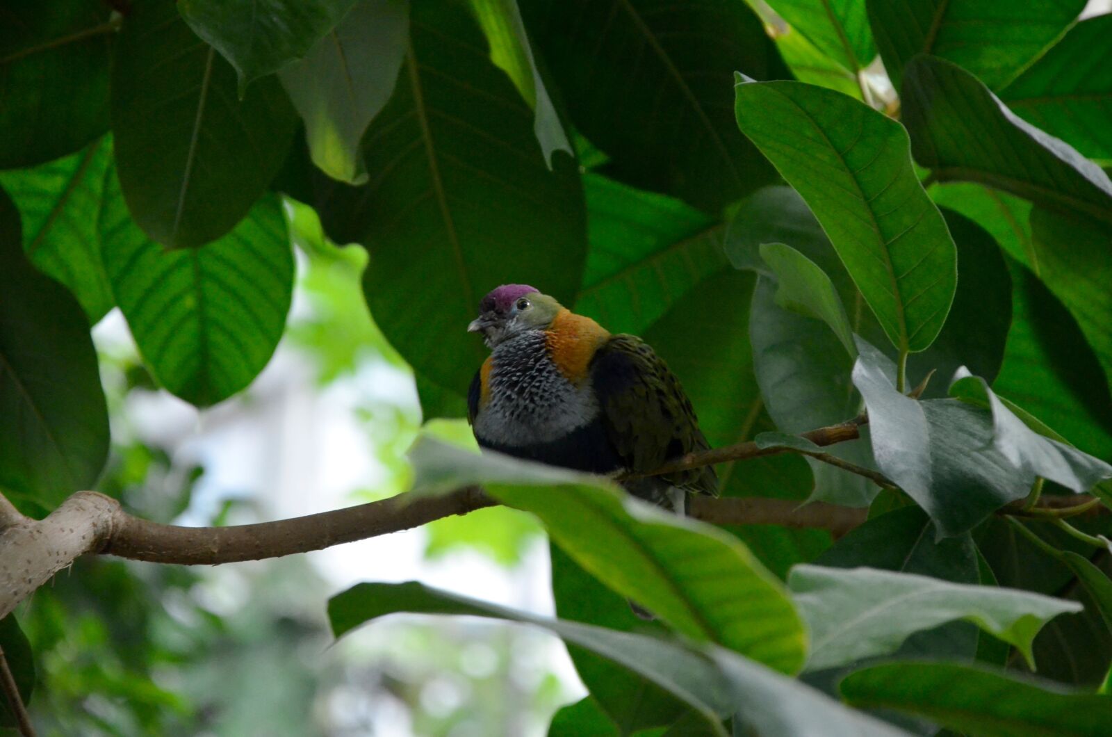 Nikon D5100 sample photo. Nature, tree, bird photography