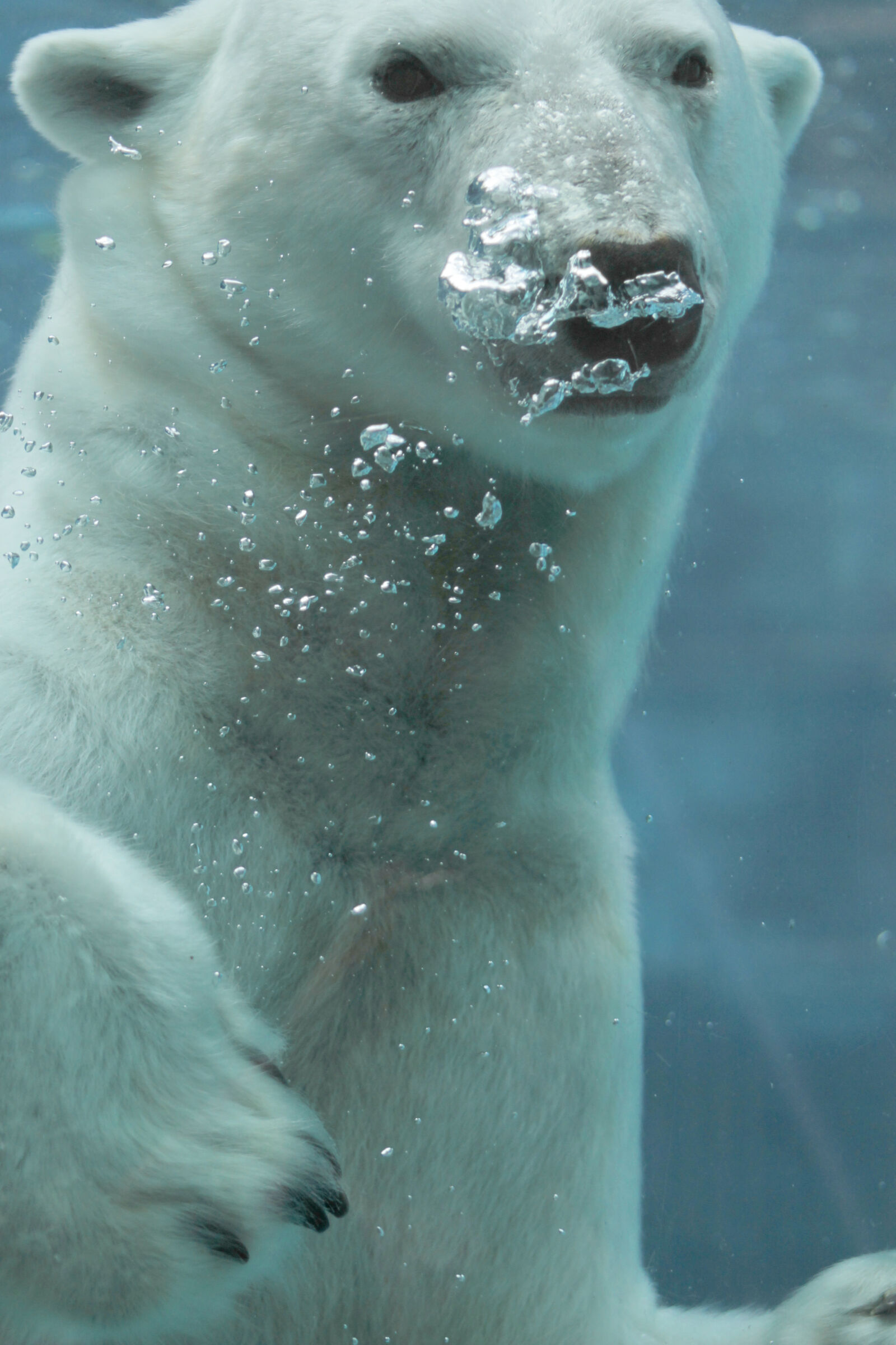 Canon EOS 1100D (EOS Rebel T3 / EOS Kiss X50) + Canon EF 75-300mm f/4-5.6 USM sample photo. Bear, polar, bear, white photography