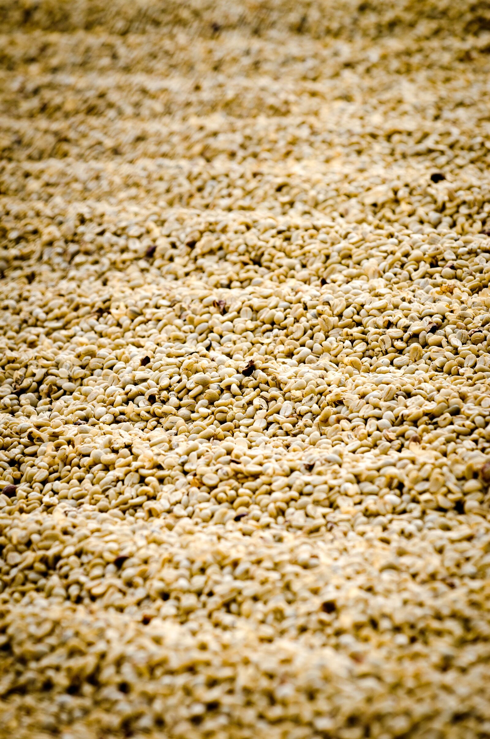 Nikon D7000 sample photo. Coffee, coffee drying, guatemala photography