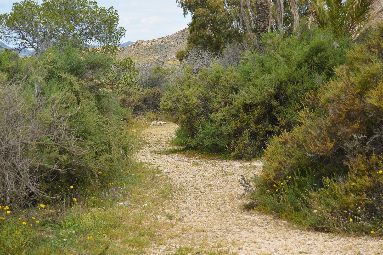 Nikon D3200 sample photo. Rural road, path, nature photography
