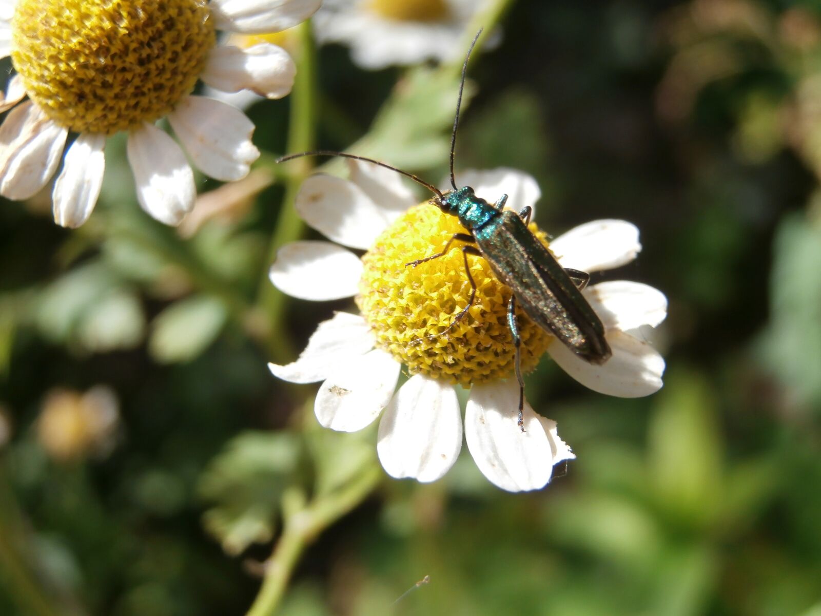 Olympus VR340,D750 sample photo. Chamomile, flower, insect photography