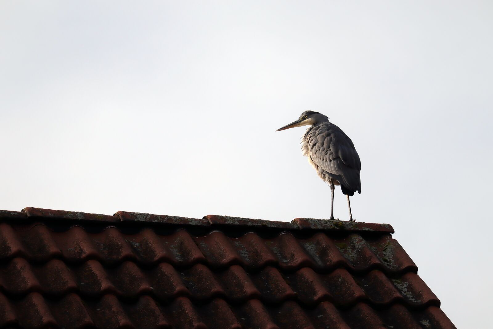Canon EOS M50 (EOS Kiss M) sample photo. Bird, heron, grey heron photography