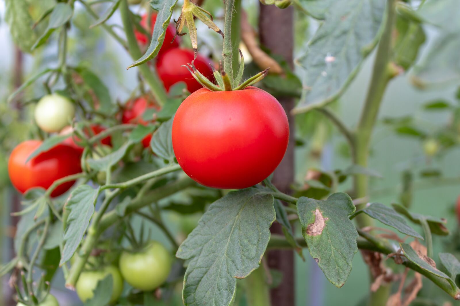 Canon EOS 1300D (EOS Rebel T6 / EOS Kiss X80) sample photo. Tomato, vegetables, red photography