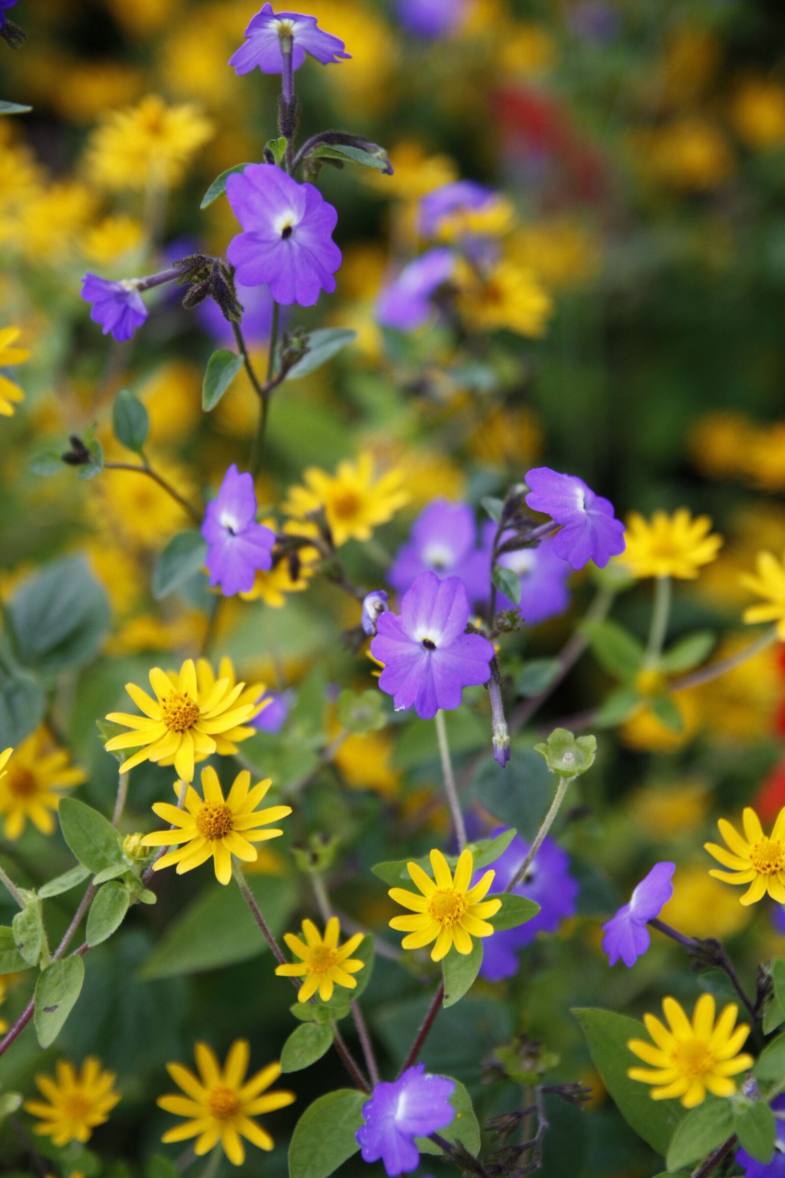 Canon EOS 50D sample photo. Daisy, flower, daisies photography