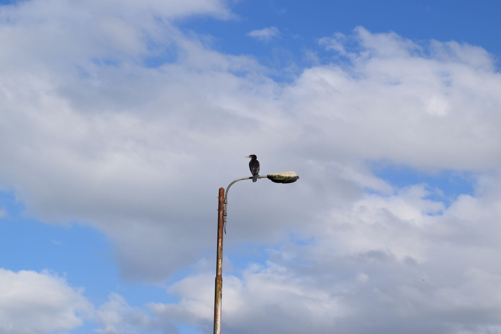 Nikon D3300 sample photo. Cormorant, floor lamp, bird photography