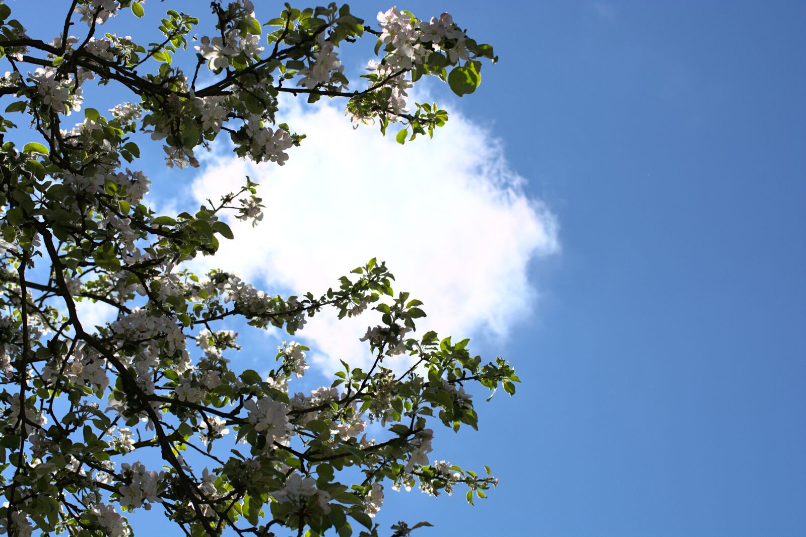 Nikon D5200 sample photo. Flowers, sky, tree photography