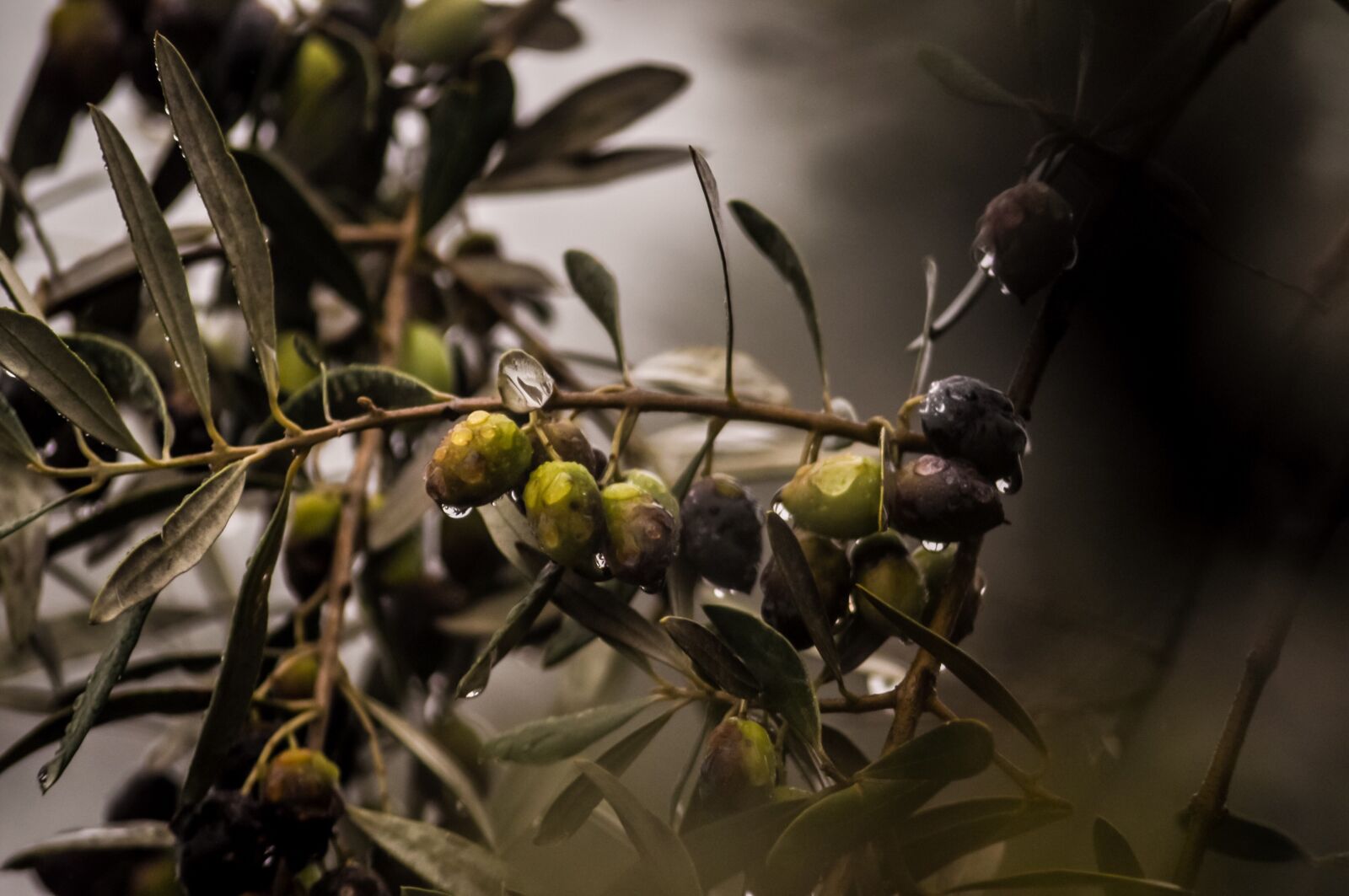 Nikon D90 sample photo. Olives, rain, rain drops photography