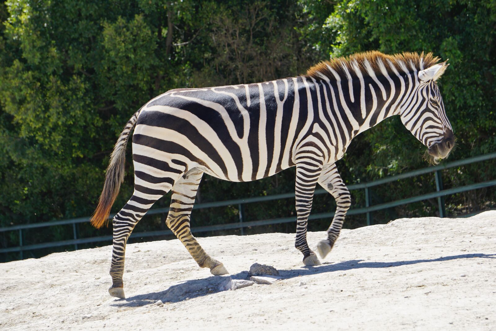 Sony E 55-210mm F4.5-6.3 OSS sample photo. Zebra, animals, africa photography