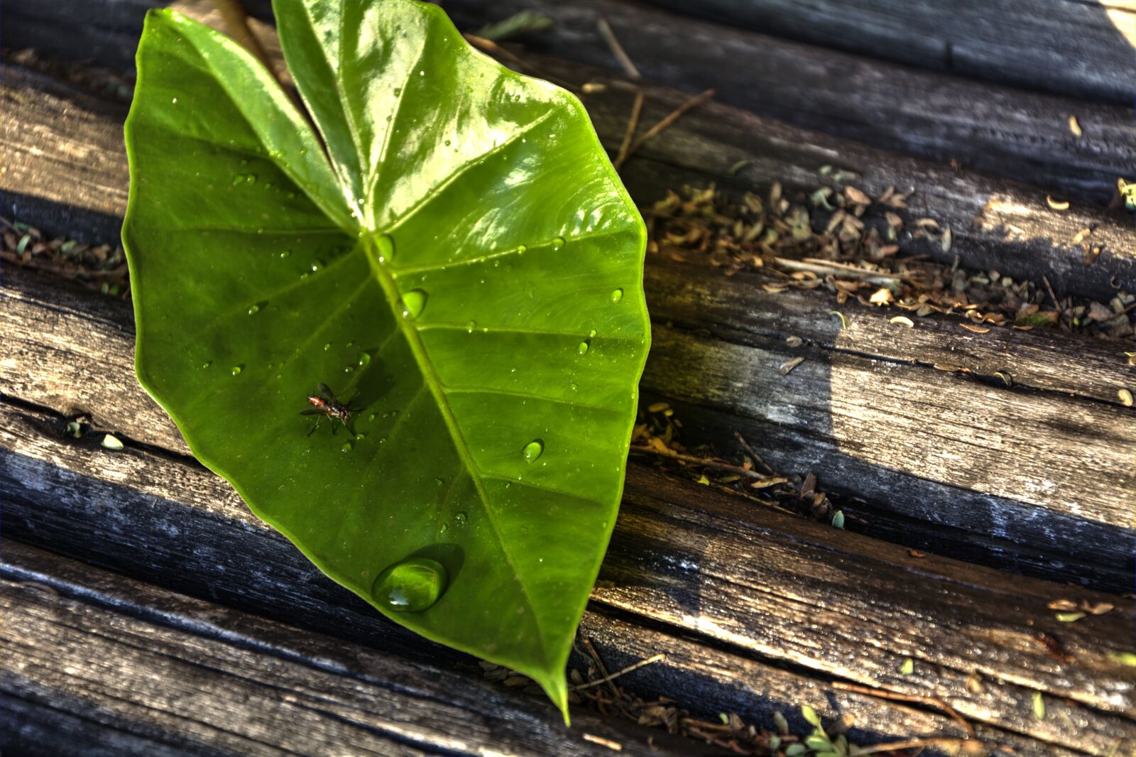 Nikon D5200 sample photo. Leaf, lines, green photography