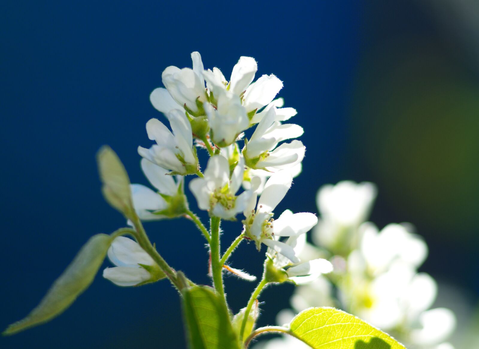 Sony 85mm F2.8 SAM sample photo. White flower, petals, spring photography