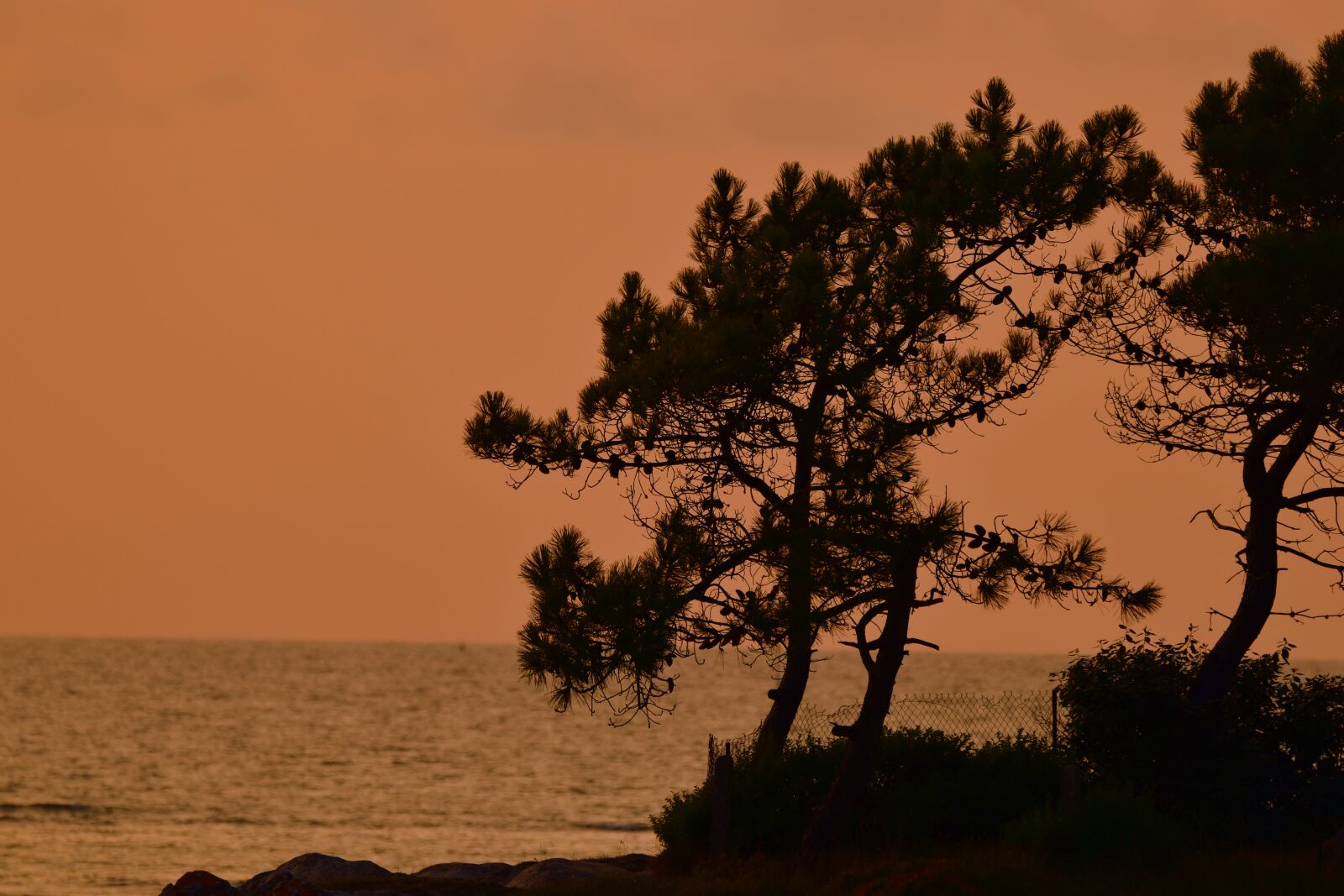 Nikon D5600 sample photo. Beach, sunset, trees photography