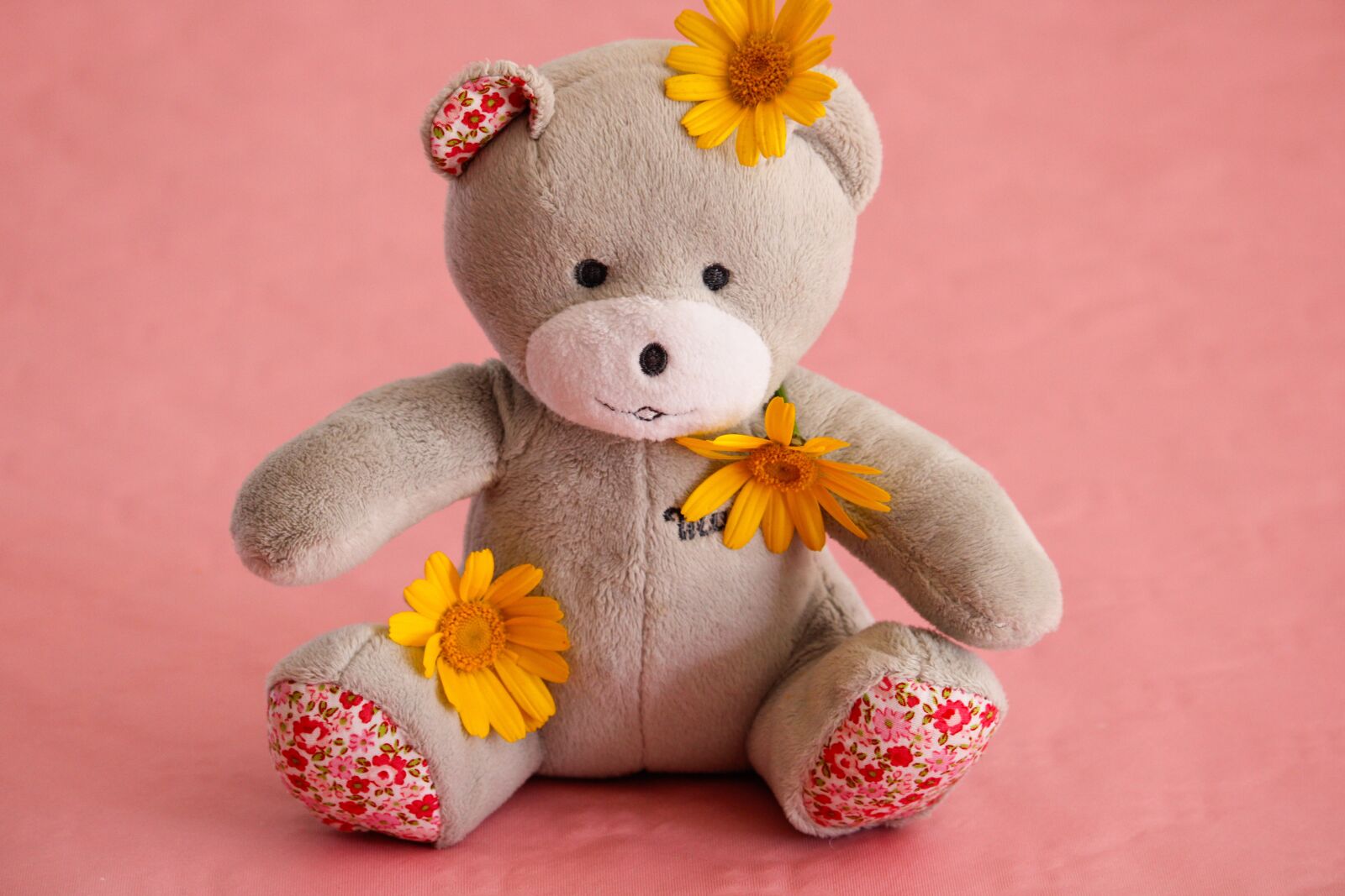 Canon EOS 2000D (EOS Rebel T7 / EOS Kiss X90 / EOS 1500D) + Canon EF-S 55-250mm F4-5.6 IS STM sample photo. Teddy bear, daisies, pink photography