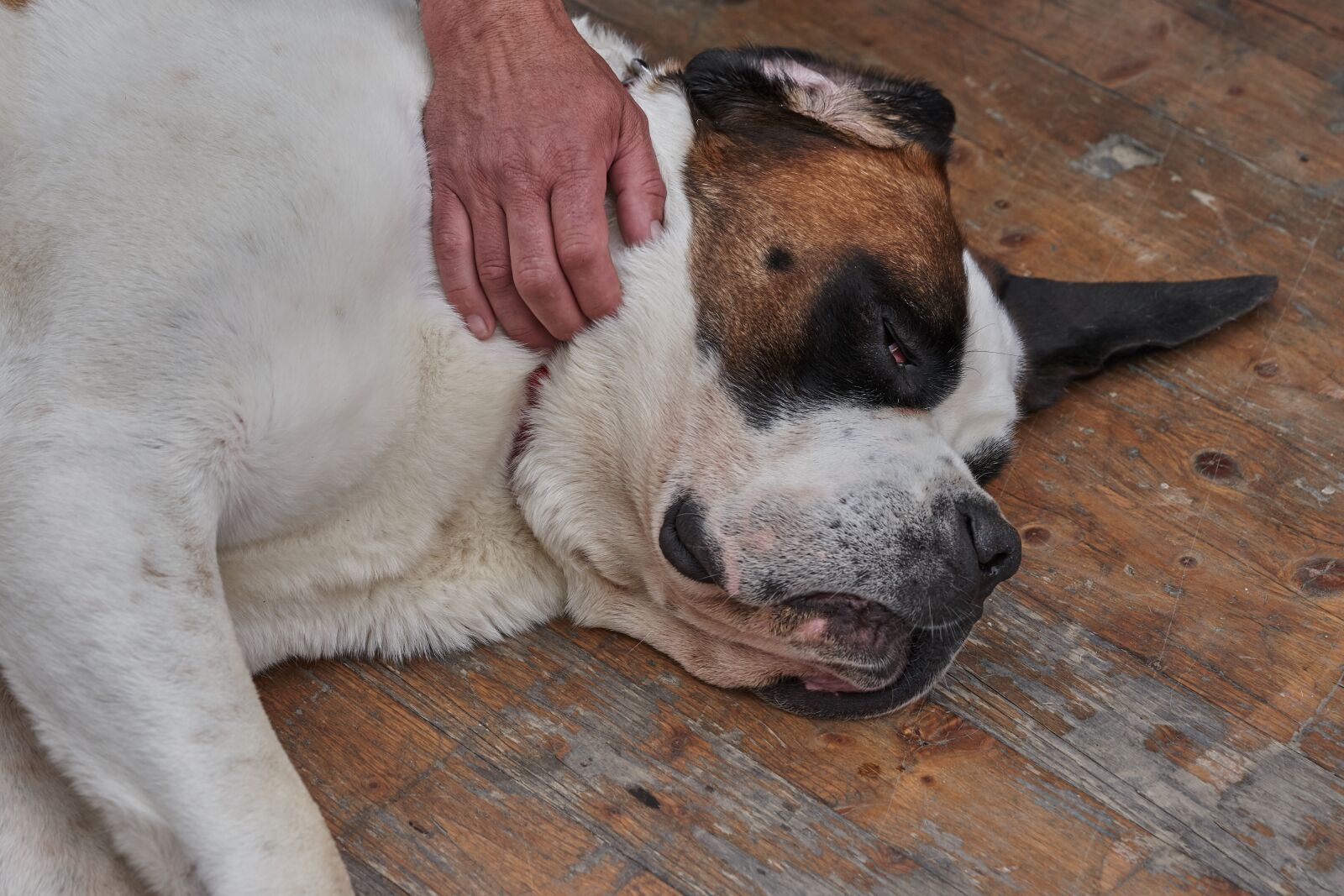 Sony FE 90mm F2.8 Macro G OSS sample photo. Dog, st bernard, stroke photography