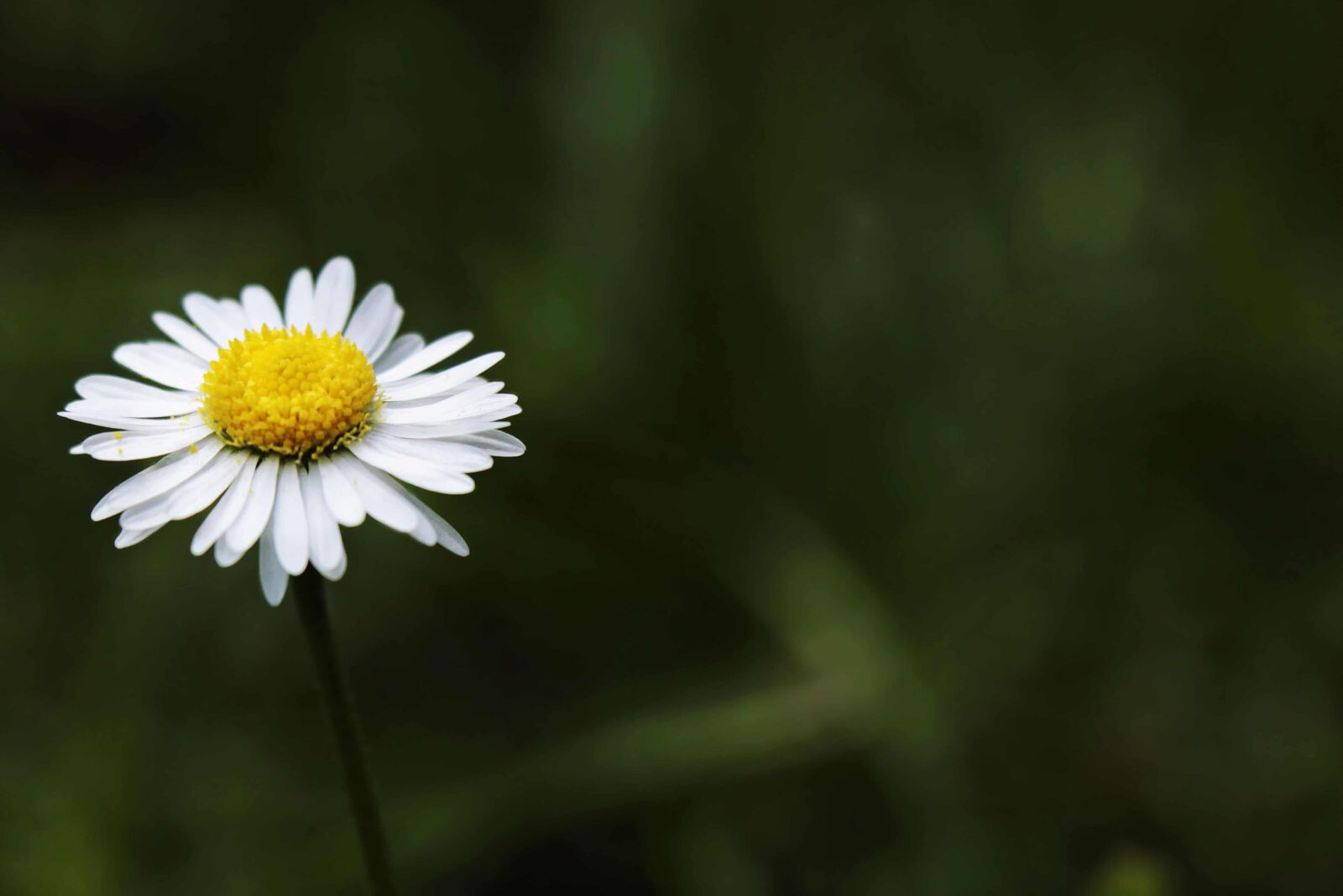 Canon EOS 100D (EOS Rebel SL1 / EOS Kiss X7) sample photo. Daisy flower, plant, herb photography