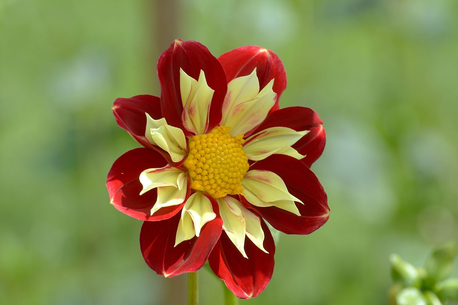 Nikon D3200 sample photo. Dahlia, flower, dahlia garden photography