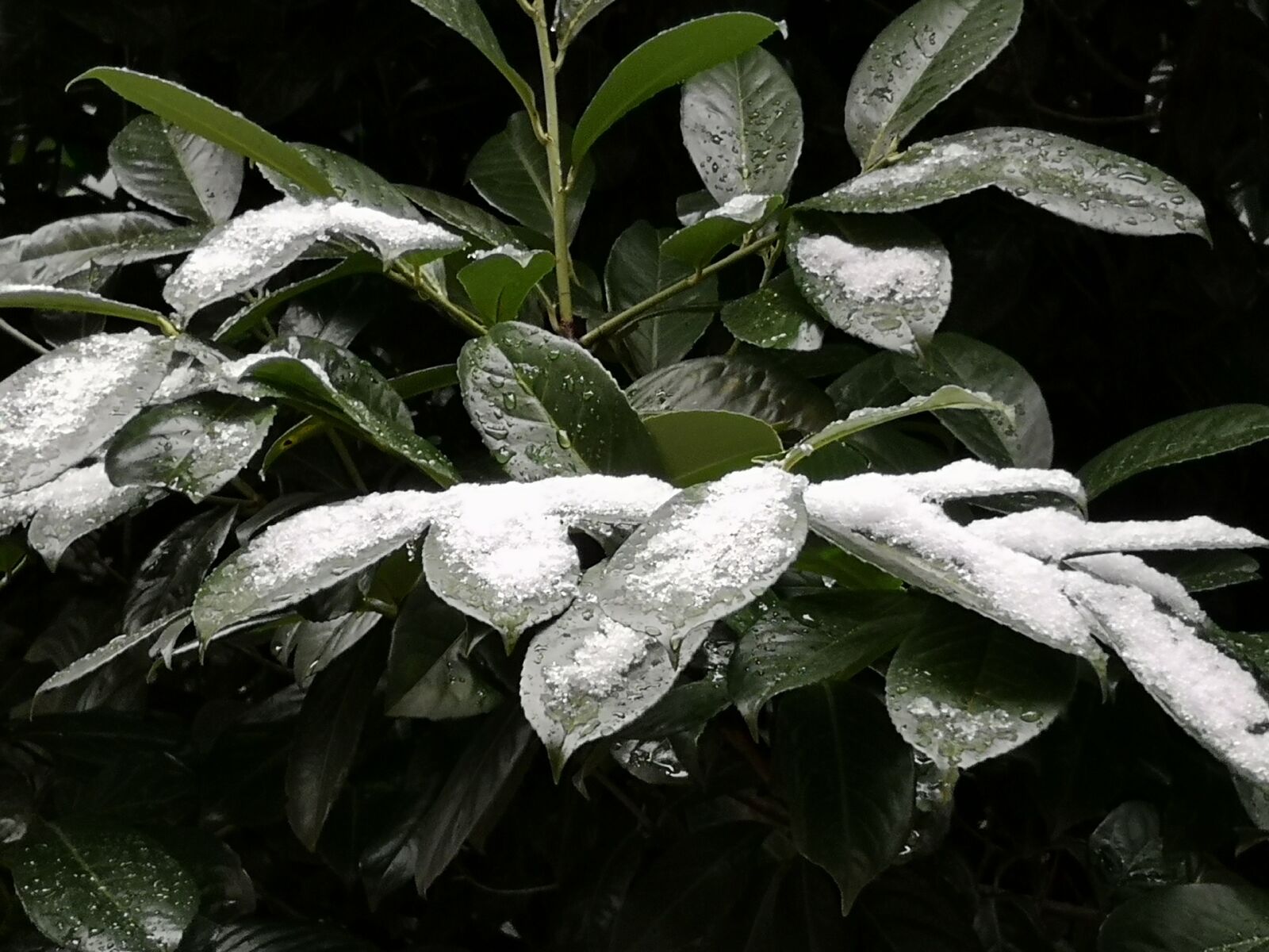 HUAWEI P20 sample photo. Snow, nature, plant photography