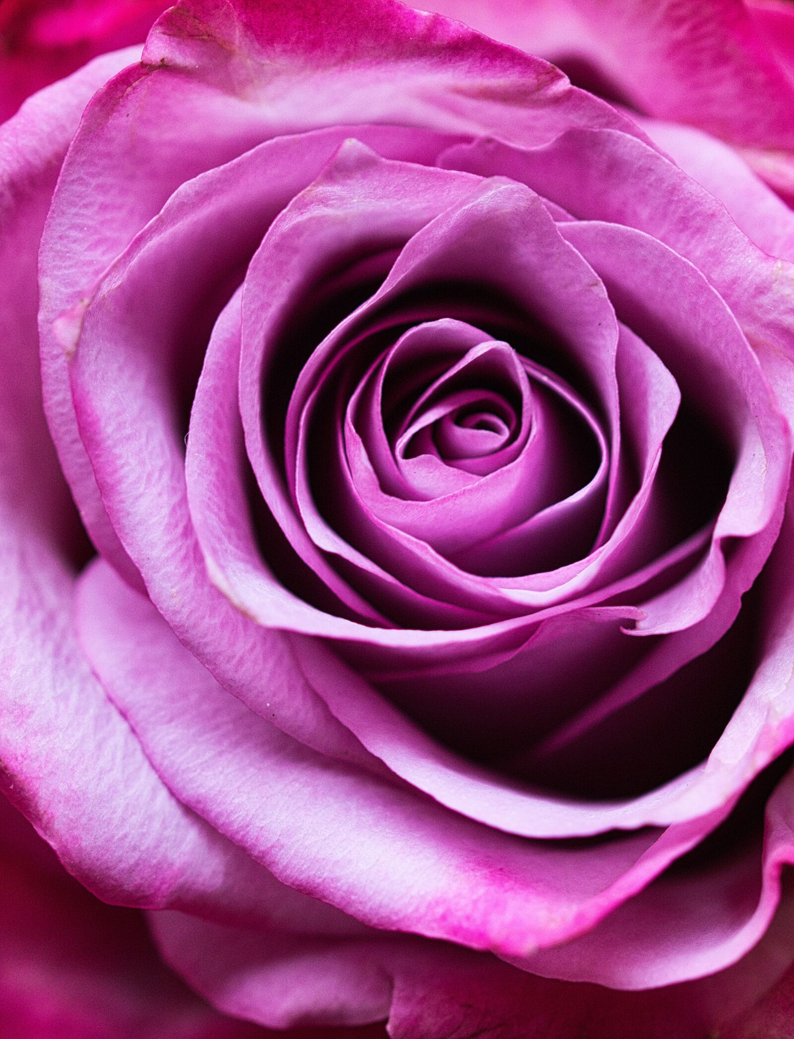 Canon EOS 200D (EOS Rebel SL2 / EOS Kiss X9) sample photo. Rose, pink, noble photography