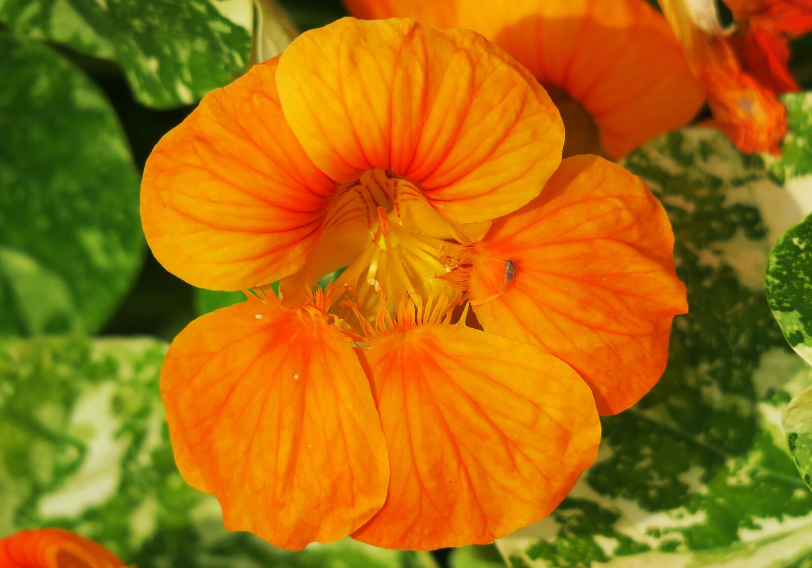Canon PowerShot G3 X sample photo. Nature, flower, garden photography
