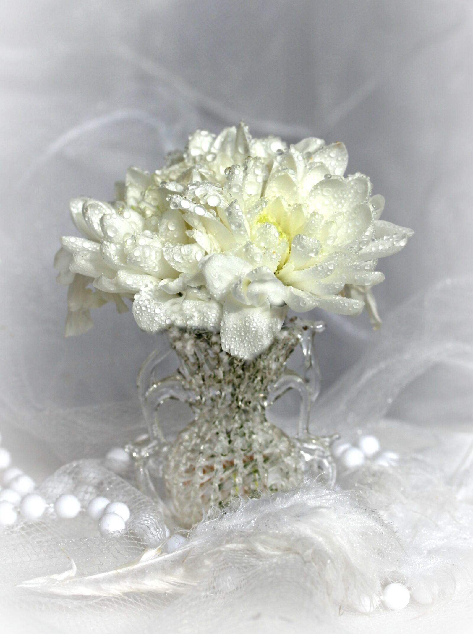 Canon EF-S 60mm F2.8 Macro USM sample photo. Chrysanthemum, white, vase photography
