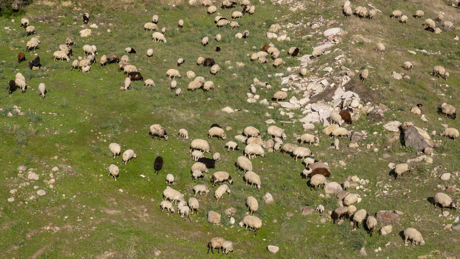 Sony a6000 sample photo. Herd, sheep, shepherd photography