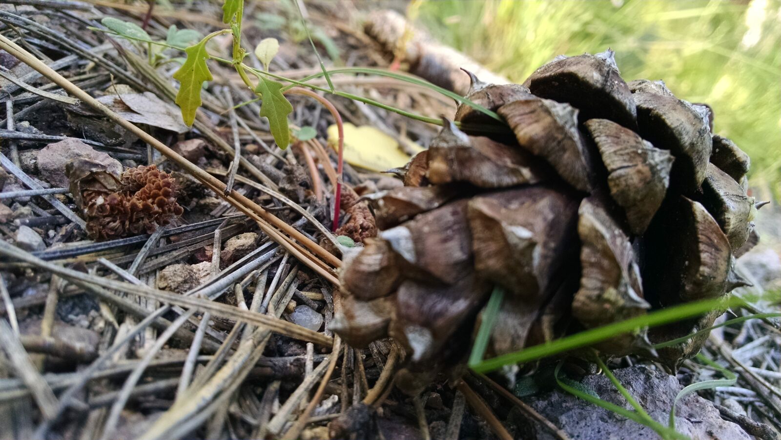 Motorola XT1080 sample photo
