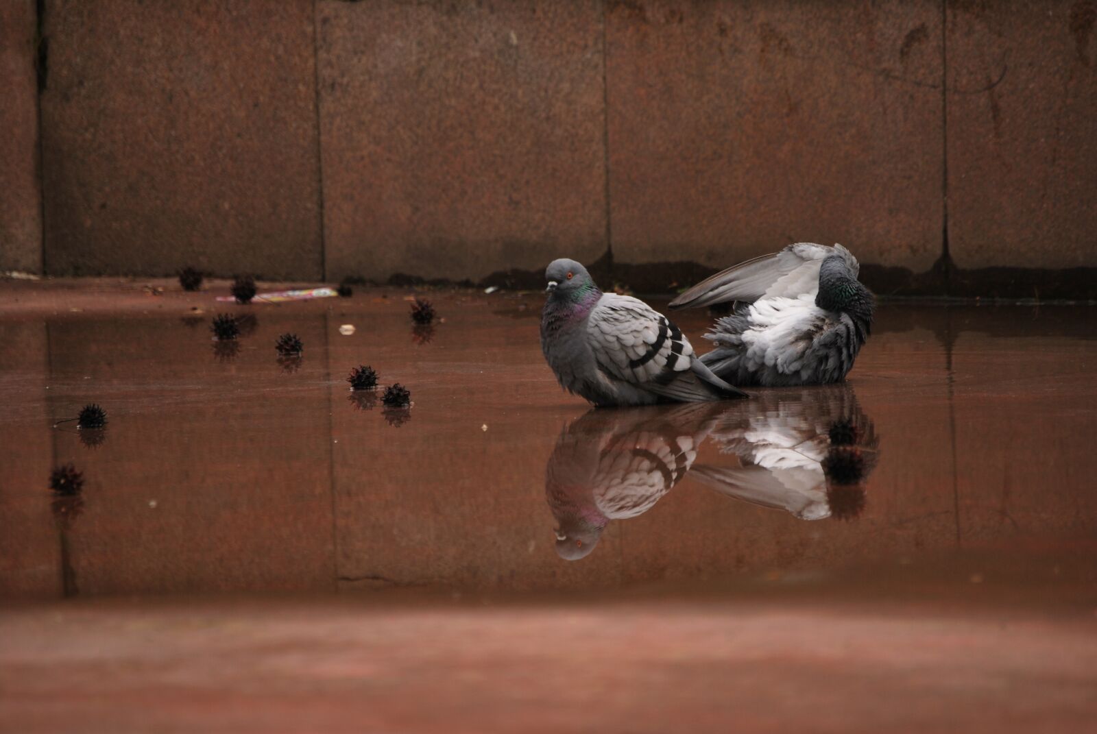 Nikon D60 sample photo. Pigeons, water, dirty photography