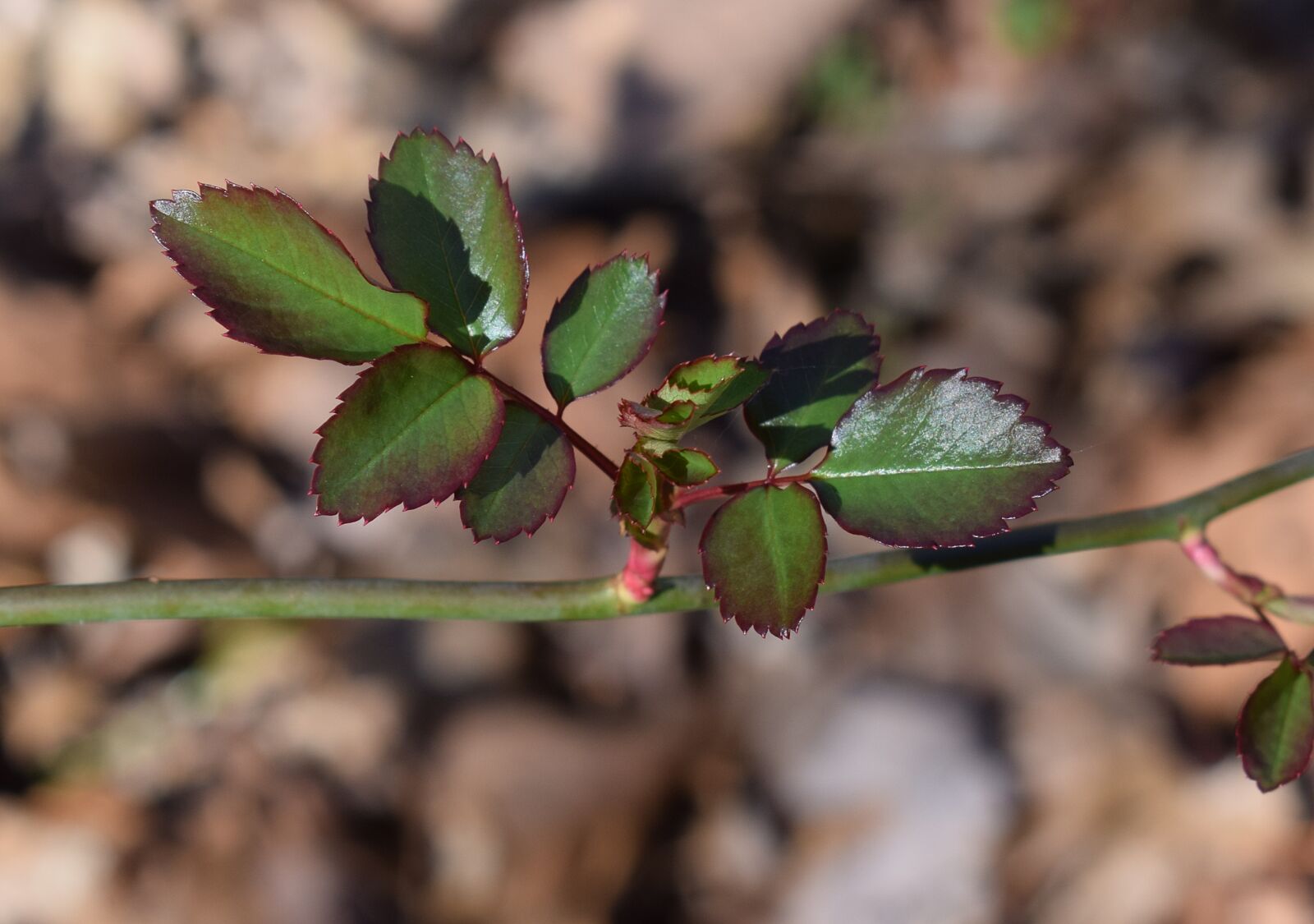 Nikon D3300 sample photo. New rose leaves, rose photography